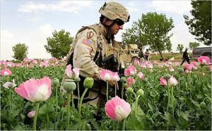 Afghan Opium