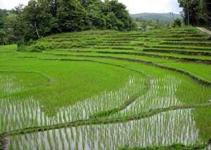 Rice fields near Chiang Mai, Thailand