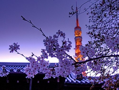 Japan’s Flower Festival