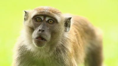 My Monkey Has a Problem