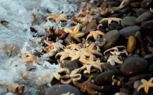 Starfigh (Getty Images)