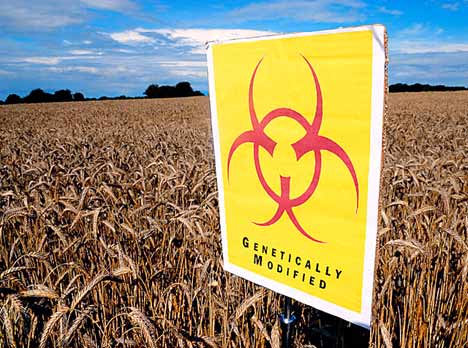 Silent Spring For Us?