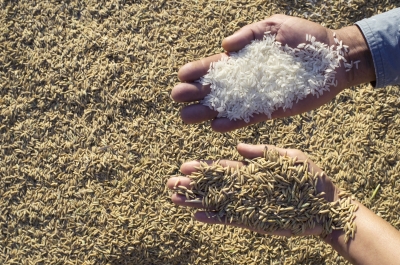 Monsanto and Foreign Aid: Forcing El Salvador’s Hand