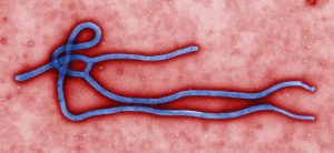 Ebola virus virion (CDC)