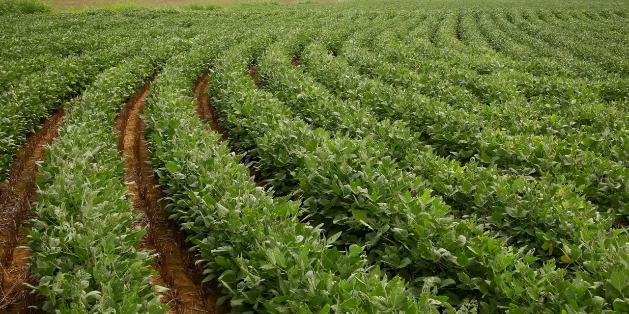 Soybean Prices Slide Tuesday As Export Pace Trails Prior Year Levels