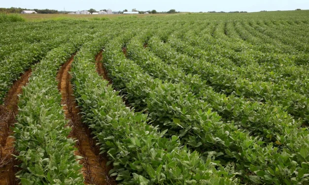 Soybean Prices Slide Tuesday As Export Pace Trails Prior Year Levels