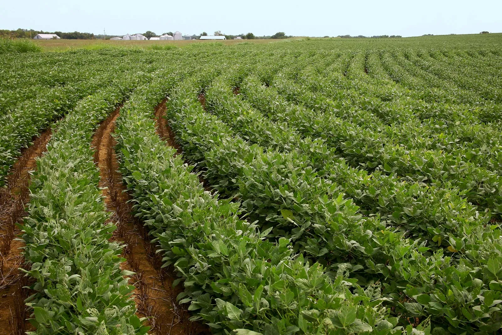 Soybean Prices Slide Tuesday As Export Pace Trails Prior Year Levels