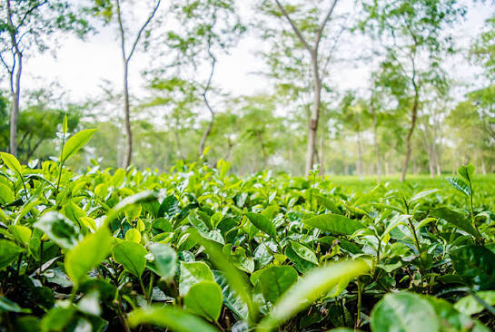 Assam’s Tea Industry Confronts A Climate And Labor Crisis That Threatens India’s Biggest Tea-Producing Region