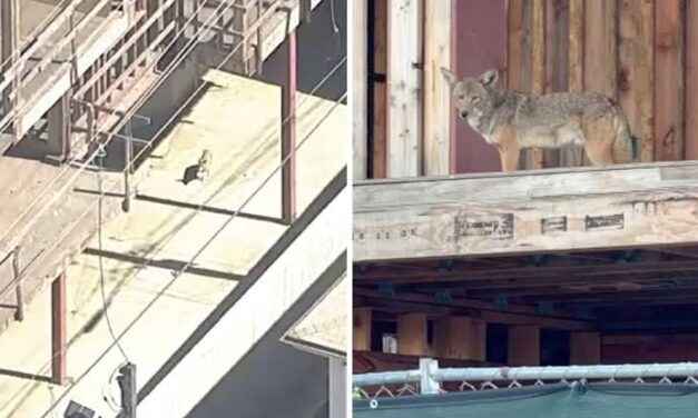 Coyotes Move Into Abandoned West Hollywood Construction Site, Frustrating Residents