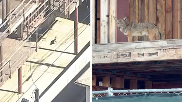 Coyotes Move Into Abandoned West Hollywood Construction Site, Frustrating Residents